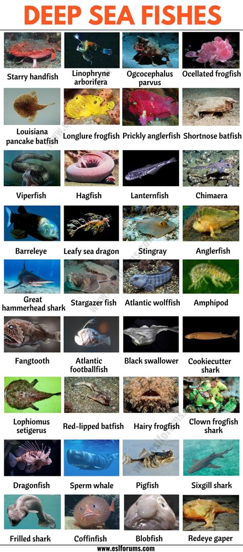 different kinds of fish|Deep Sea Fish: List of 35+ Types of Fish that Live in the Deep Sea.